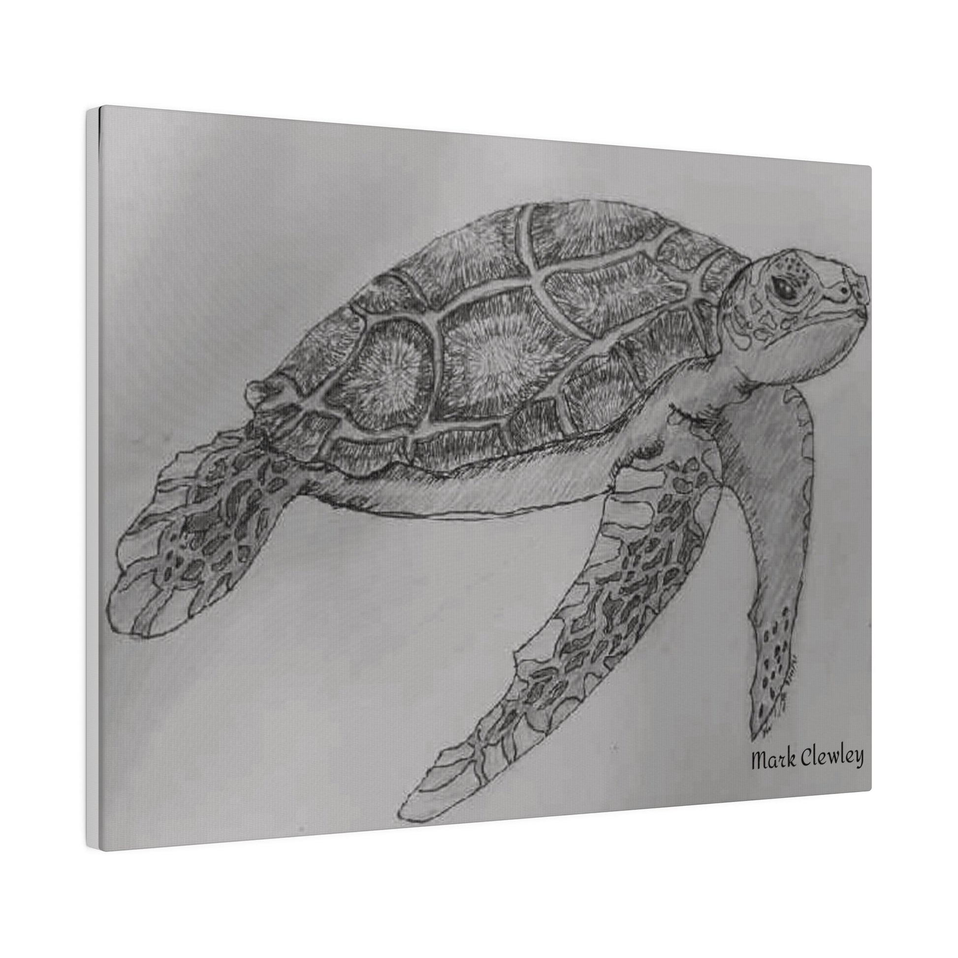 Black & White Turtle - The Warriors Will #Inspiration# #Discipline# #Train#