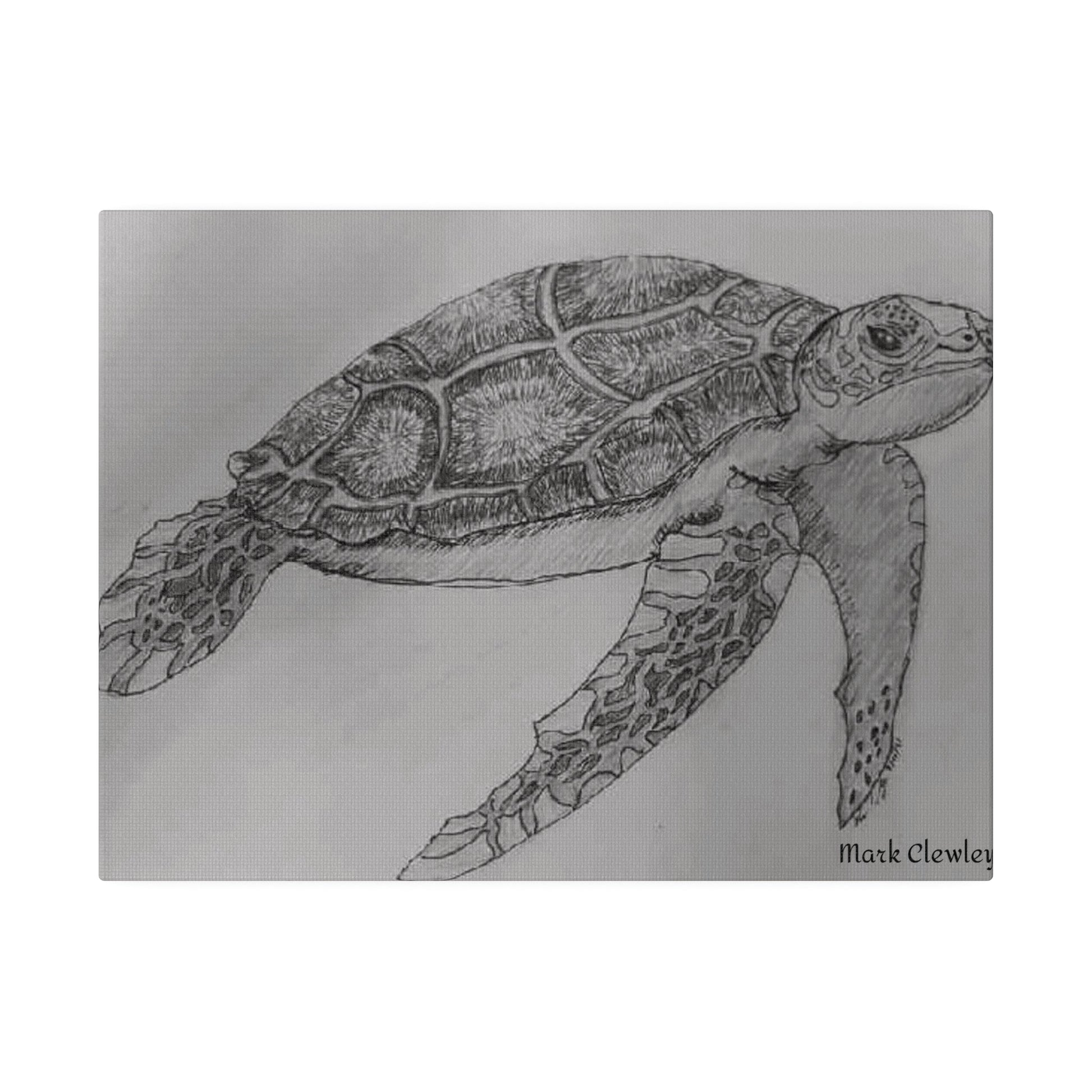 Black & White Turtle - The Warriors Will #Inspiration# #Discipline# #Train#