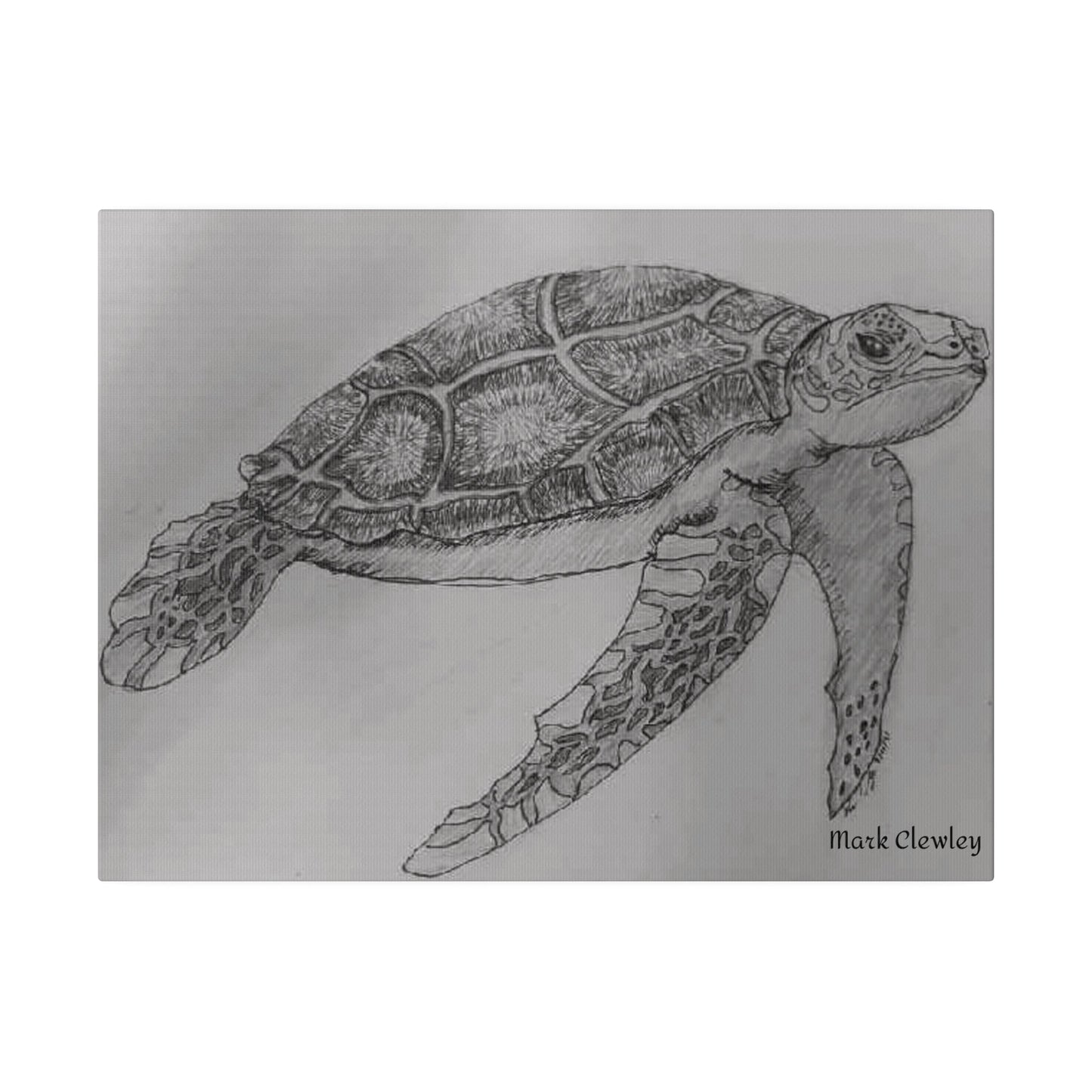 Black & White Turtle - The Warriors Will #Inspiration# #Discipline# #Train#